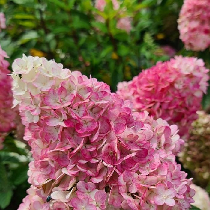 Hortensia, Hydrangea Pan. Pinky Winky