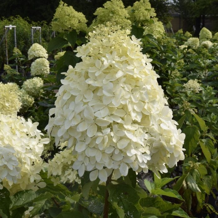 Syrenhortensia, Hydrangea paniculata Phantom