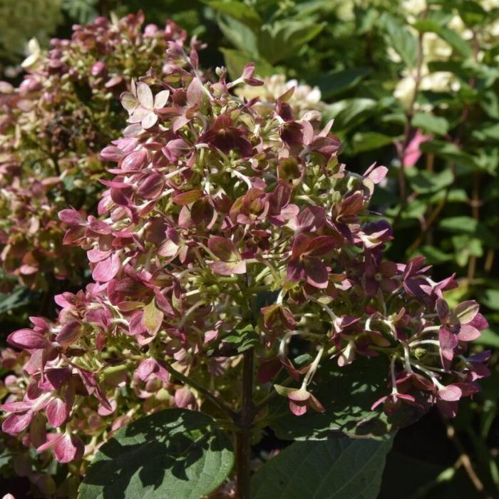 Syrénhortensia, Hydrangea paniculata 'Pinklight' 