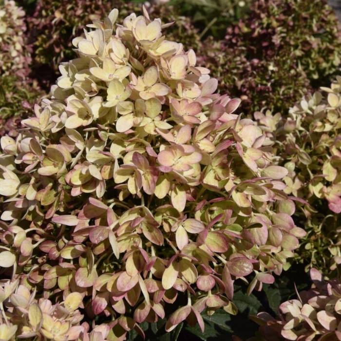 Syrénhortensia, Hydrangea paniculata 'Pinklight' 