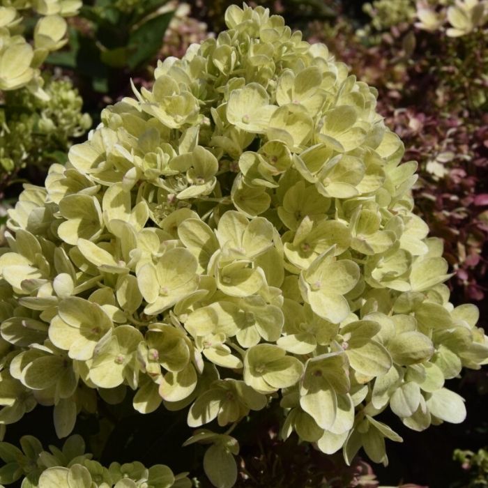 Syrénhortensia, Hydrangea paniculata 'Pinklight' 