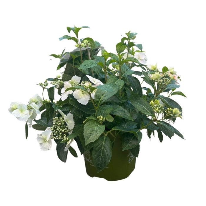 Hortensia, Hydrangea Runaway Bride - 3,5L potte