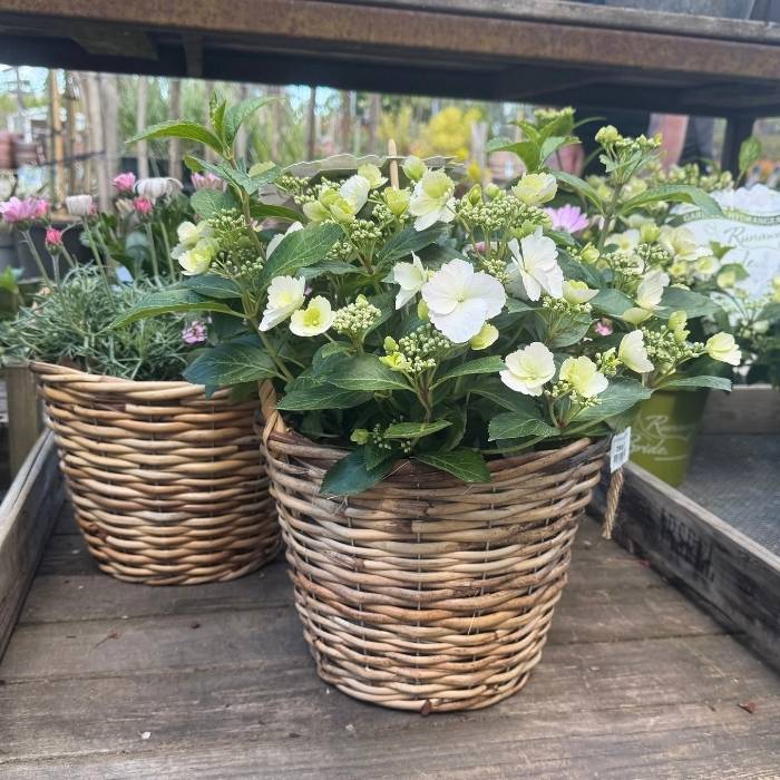 Hortensia, Hydrangea Runaway Bridei kurv