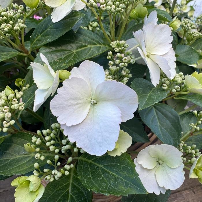 Hortensia, Hydrangea Runaway Bride 