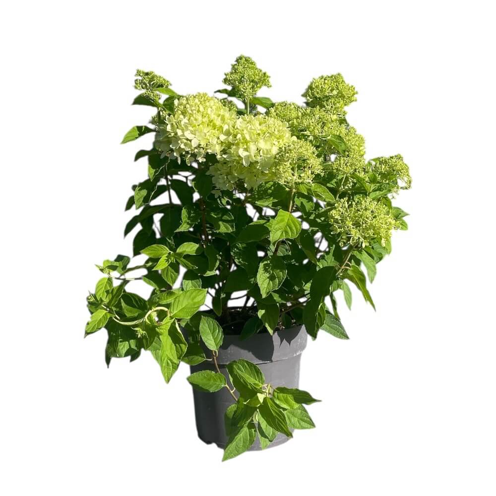 Hortensia ´Greenlight´ i Ø28 cm potte