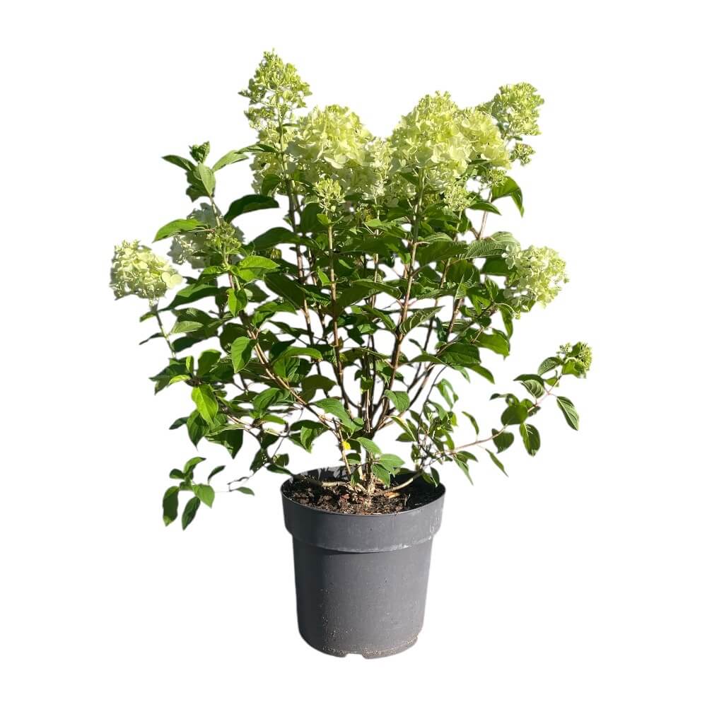 Hortensia ´Lemonlight´ i ø28 cm potte til haven