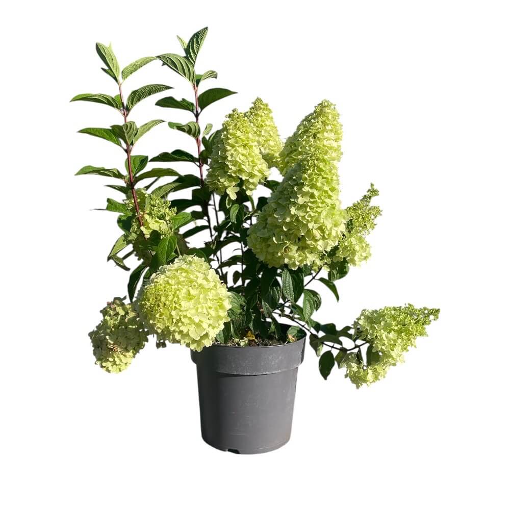 Hortensia ´Pantheon´ i 28 cm potte til haven
