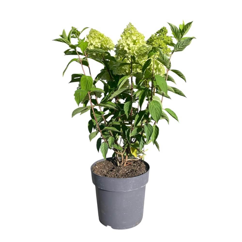 Hortensia ´Redlight´ i Ø28 cm potte til haven