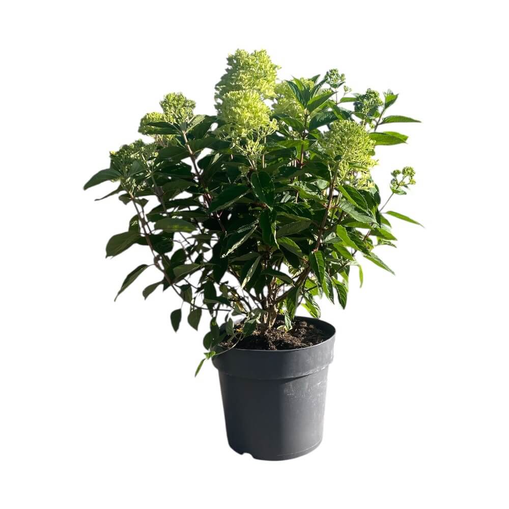 Hortensia ´Whitelight´ i ø28 cm potte til haven