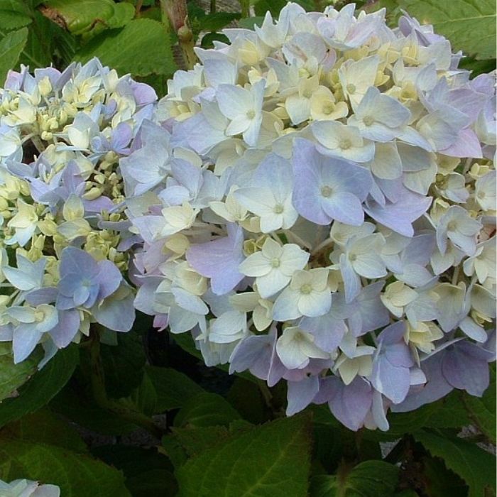 Hortensia, Hydrangea Clara 