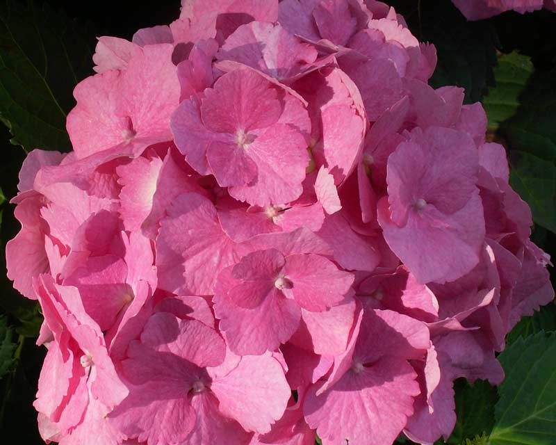 Hortensia Hydrangea Dorthea ® i 5 L potte.