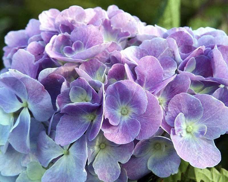 Hortensia Hydrangea Elisa ® i 5 L potte.