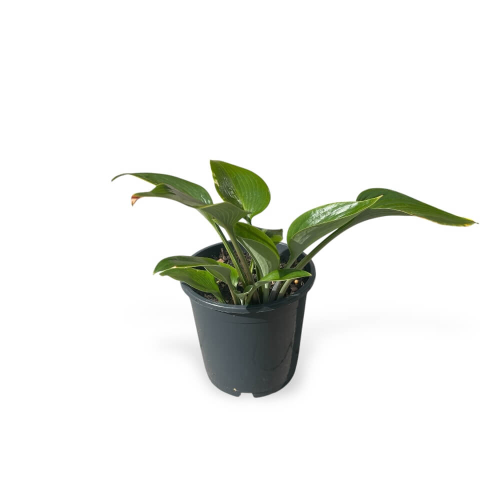 Hosta 'Halcyon' staude i 13 cm potte - til haven