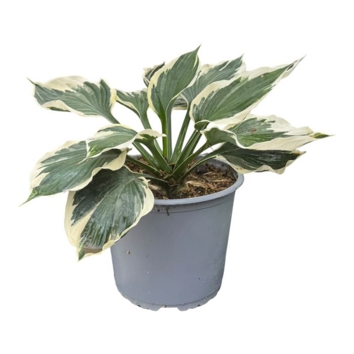 Hosta 'PATRIOT' - 3l potte