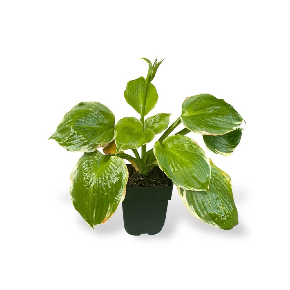 Hosta Pizzazz i 11 cm potte til haven.