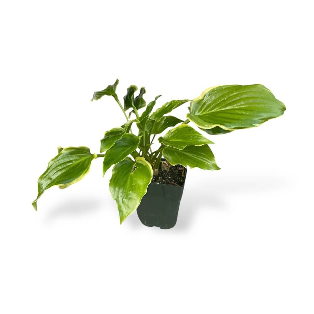 Hosta Sugar and Spice i 11 cm potte til haven.