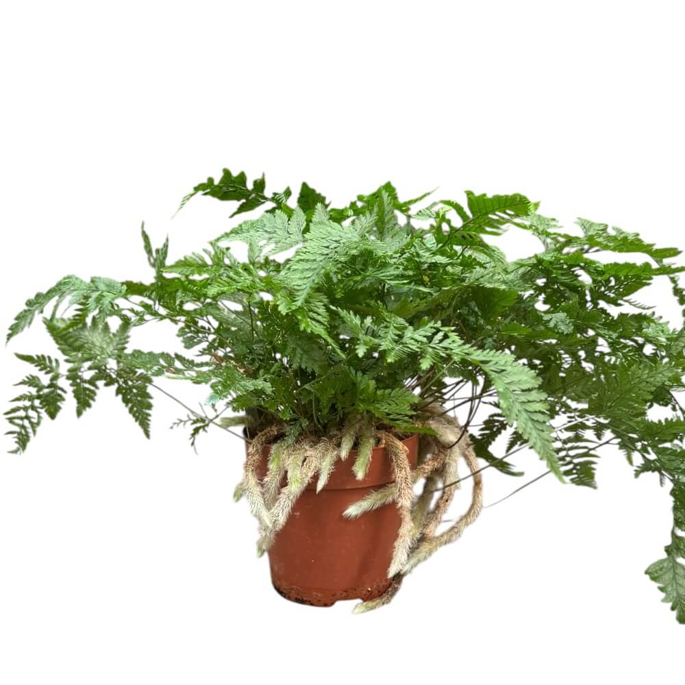 Tarantelbregne, Humata tyermannii – 12 cm potte – dekorativ bregne med lodne rhizomer