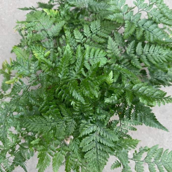 Tarantelbregne, Humata tyermannii – 12 cm potte – dekorativ bregne med lodne rhizomer
