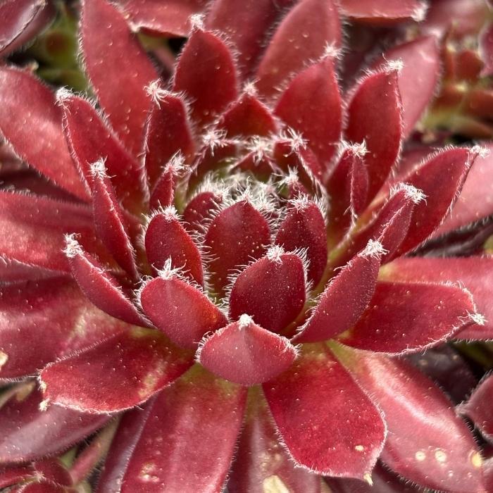 Husløg, Sempervivum marmor. 'Silberkarneol'