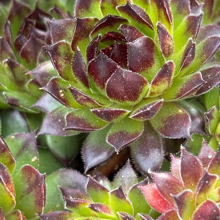 Husløg, SEMPERVIVUM mix - 10 cm Potte