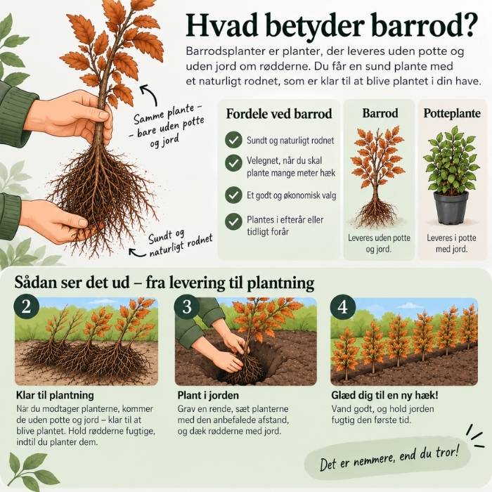 Fagus sylvatica 80-100