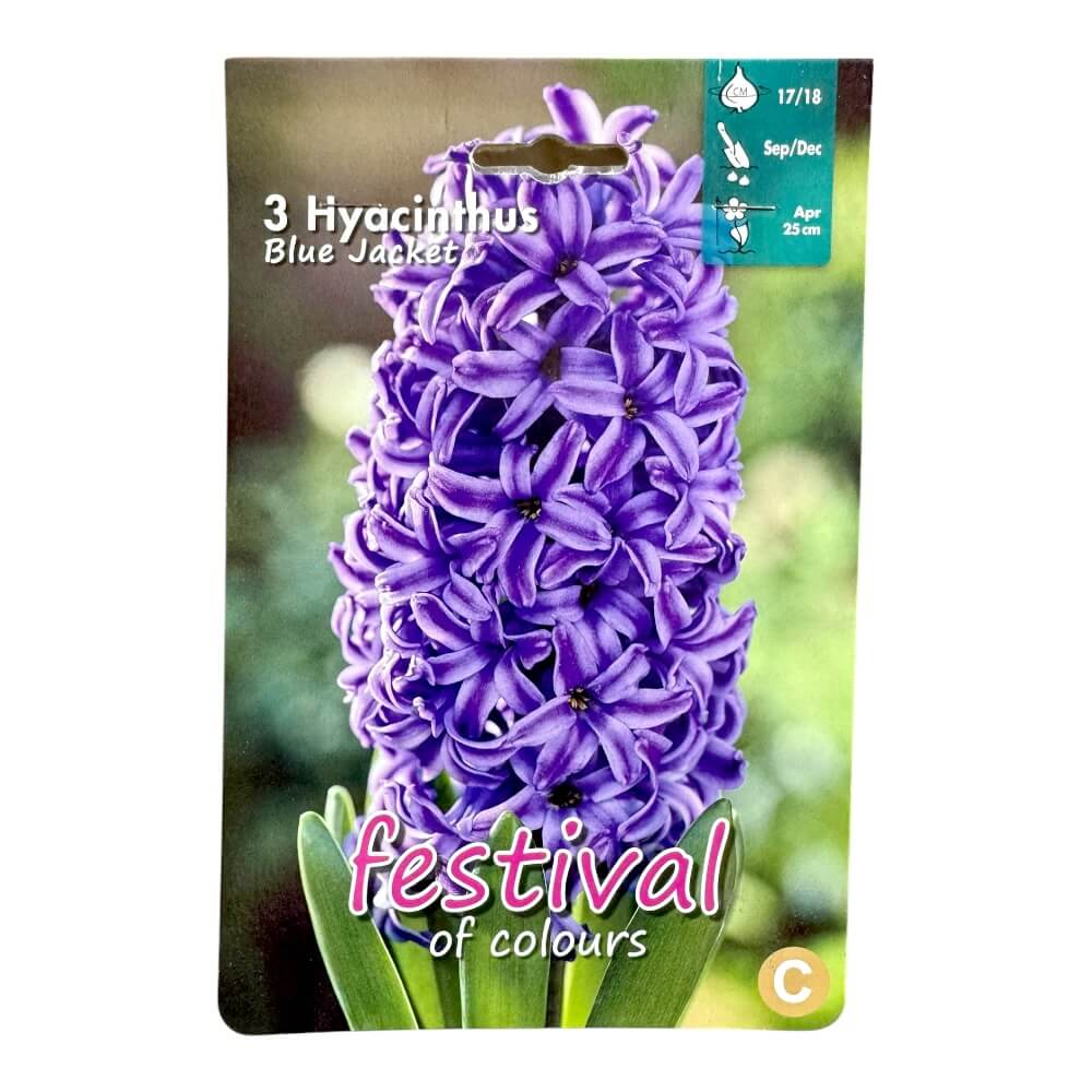 Hyacint, Hyacinths Blue Jacket - 3 stk.
