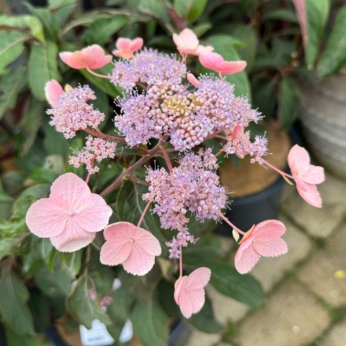 Fløjshortensia, Hydrangea asp. 'Hot Chocolate' - 12l potte - h80-100 cm
