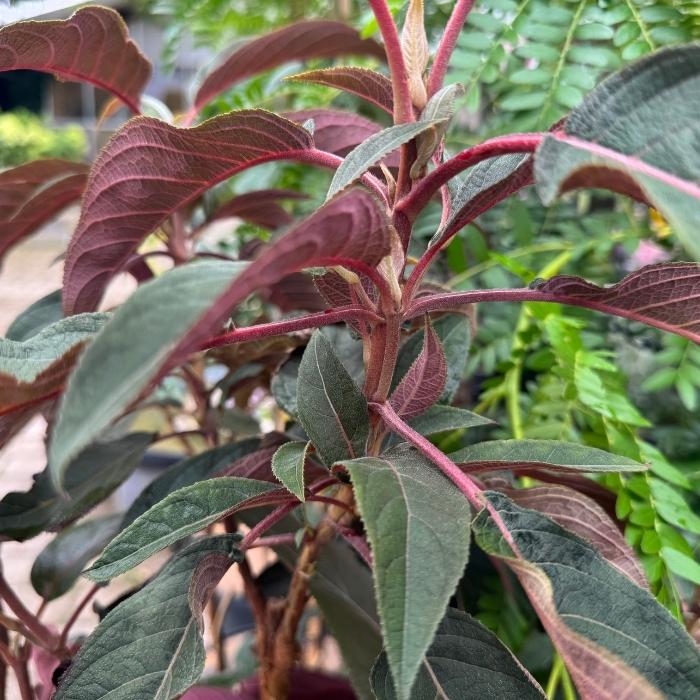 Fløjshortensia, Hydrangea asp. 'Hot Chocolate' - 12l potte - h80-100 cm