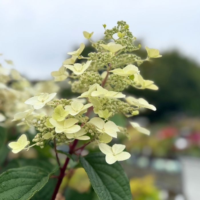 Hortensia, Hydrangea p. 'Wims Red' - 10L potte - opstammet 80-100 cm