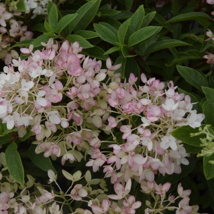 Syrenhortensia, Hydrangea panic. 'Groundbreaker'  Blush - 4,6L