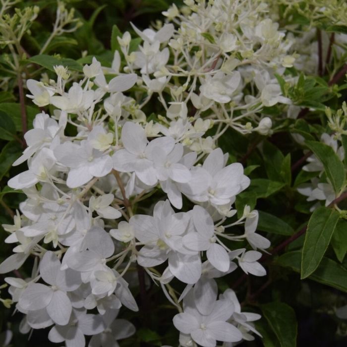 Syrenhortensia, Hydrangea panic. 'Groundbreaker'  Blush - 4,6L