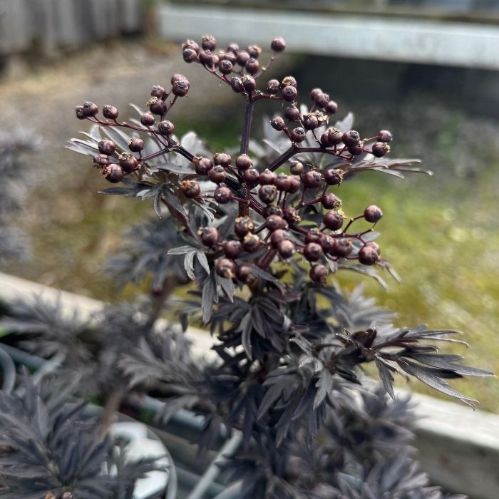 Rødbladet hyld, Sambucus nigra 'Straight Laced', h30-40 cm - 3L potte