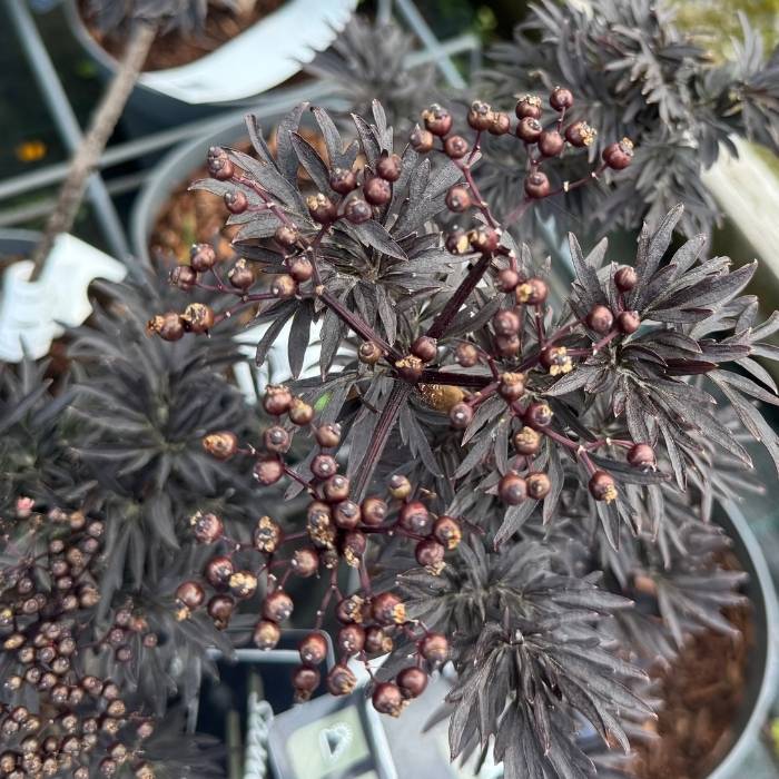 Rødbladet hyld, Sambucus nigra 'Straight Laced', h30-40 cm - 3L potte