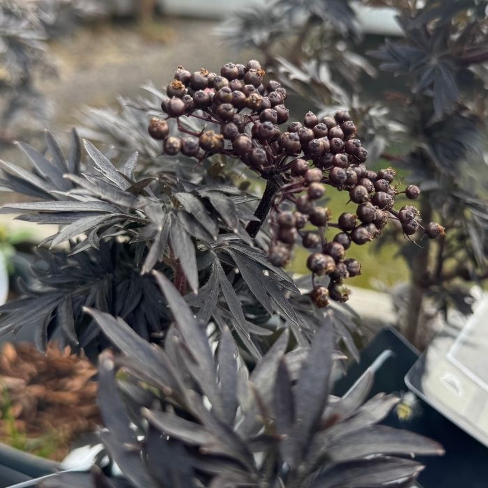Rødbladet hyld, Sambucus nigra 'Straight Laced', h30-40 cm - 3L potte