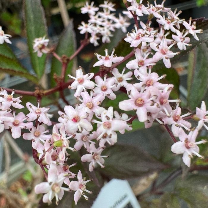 Rødbladet hyld, Sambucus Nigra ´Black Beauty´