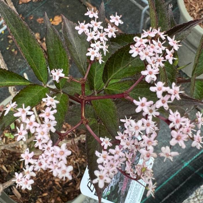 Rødbladet hyld, Sambucus Nigra ´Black Beauty´