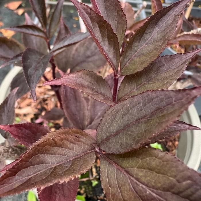 Rødbladet hyld, Sambucus Nigra ´Black Beauty´