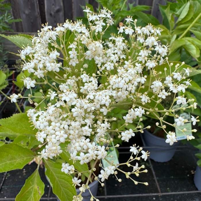 Hyldebær, Sambucus Nigra 'Haschberg'