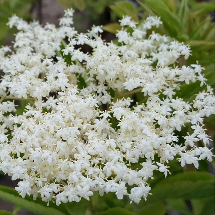 Hyldebær busk, Sambucus nigra 'Haidegg17'