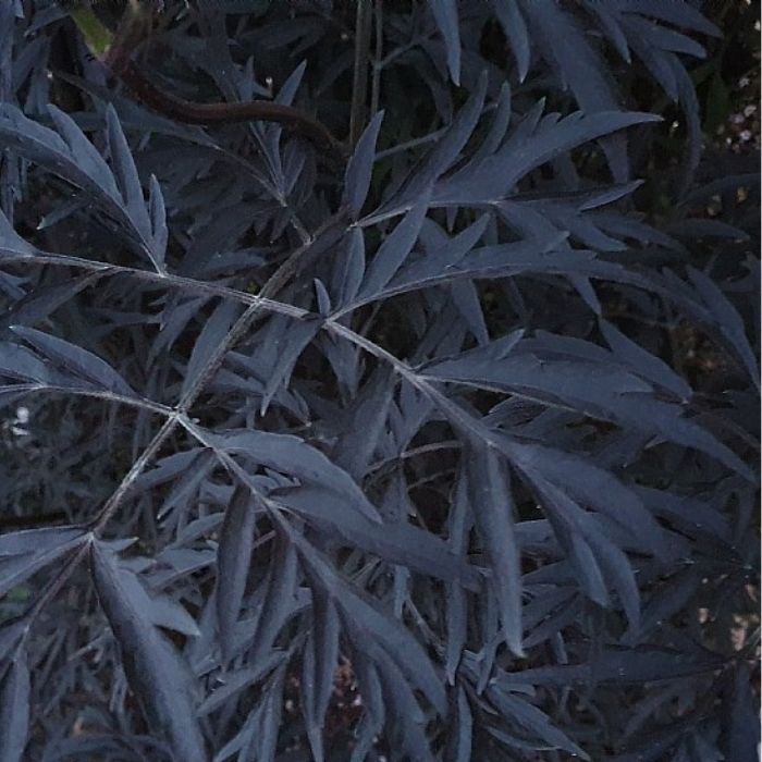 Rødbladet Hyldebær busk, Sambucus Nigra ´Black Lace´ 