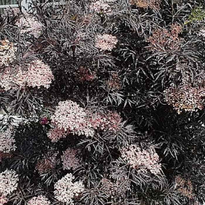 Rødbladet Hyldebær busk, Sambucus Nigra ´Black Lace´ 