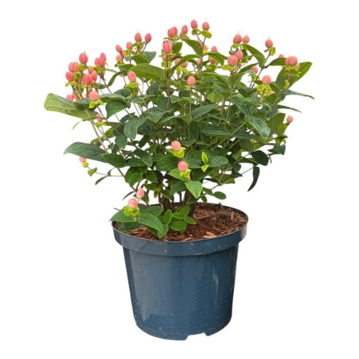 Perikon, Hypericum 'Miracle Blossom' - 5l potte
