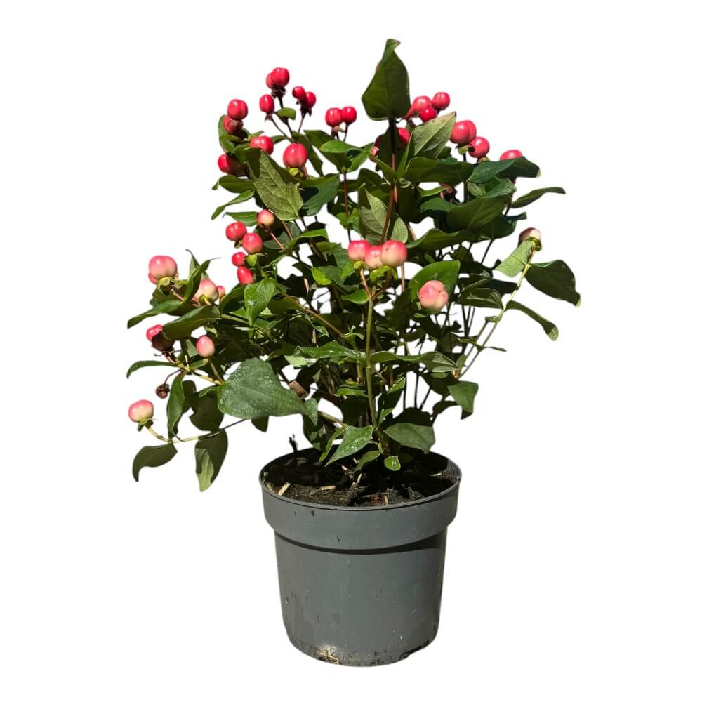 Perikon, Hypericum 'Miracle' mix - 2l potte