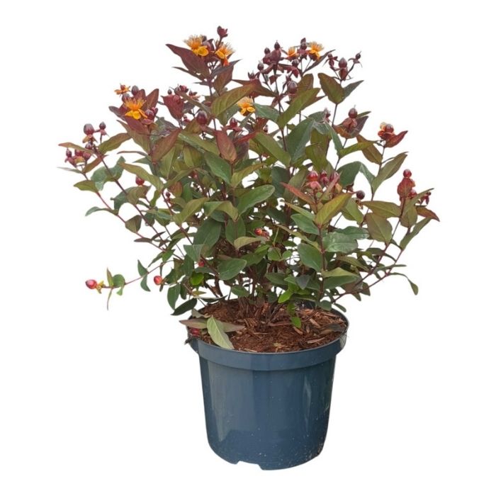 Perikon, Hypericum 'Miracle Night' 