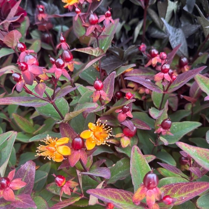 Perikon, Hypericum 'Miracle Night' 