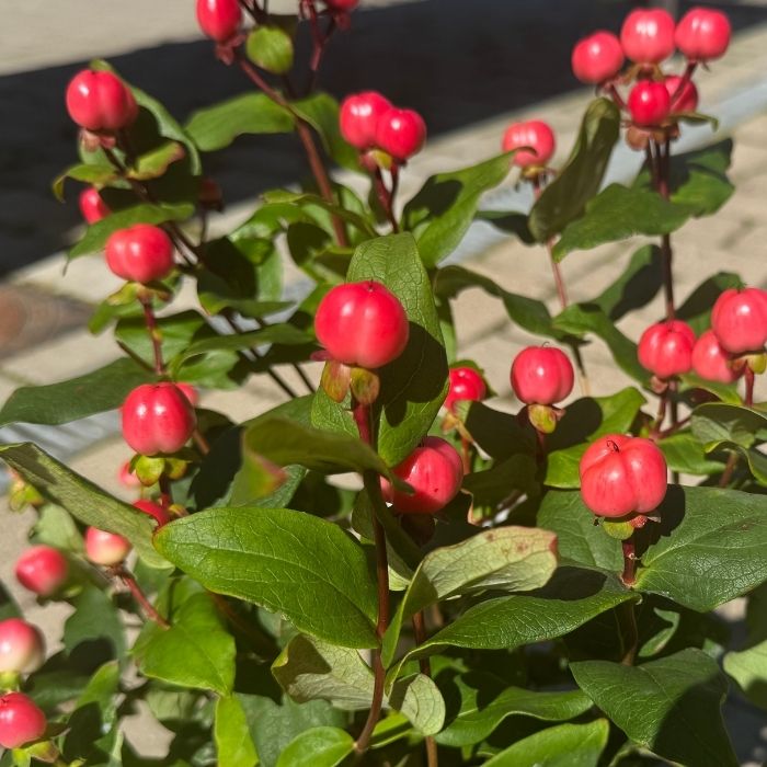 Perikon, Hypericum 'Miracle' mix - 2l potte