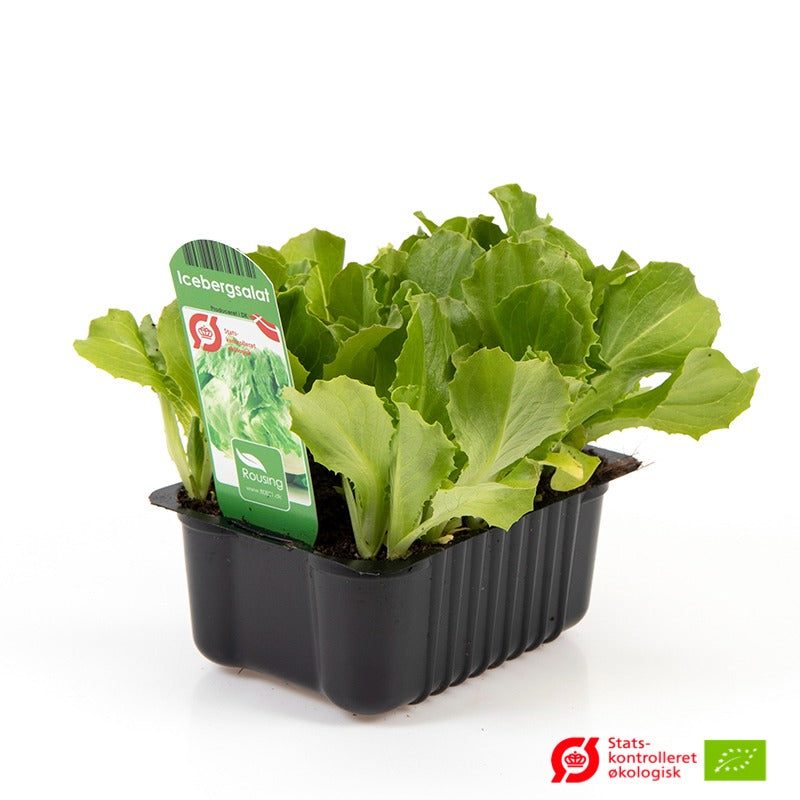 ICEBERG SALAT I box