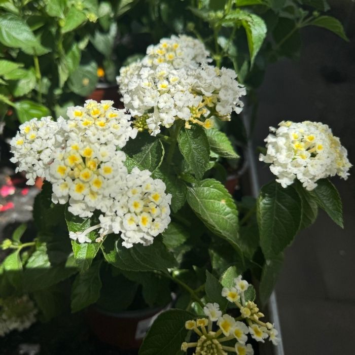 Ildkrone, Lantana