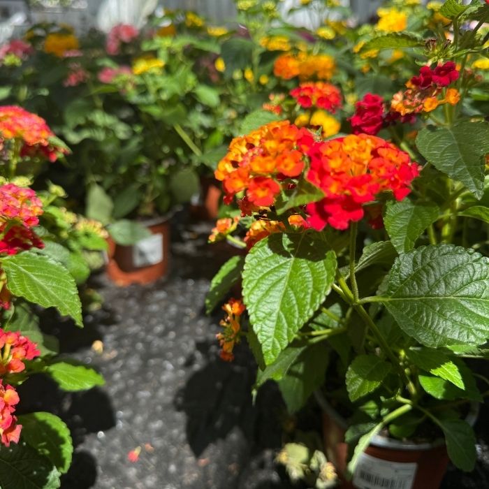 Ildkrone, Lantana