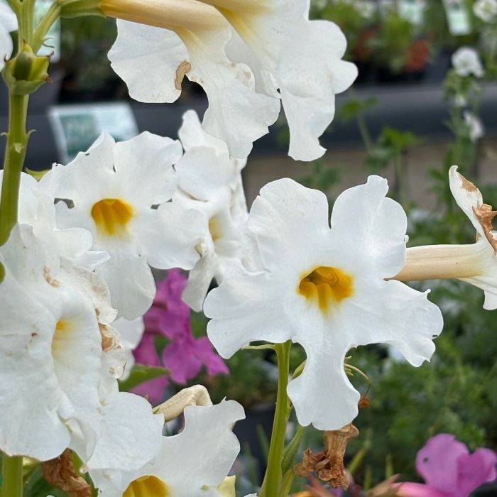 Havegloxinia, INCARVILLEA delavayi 'Alba' 